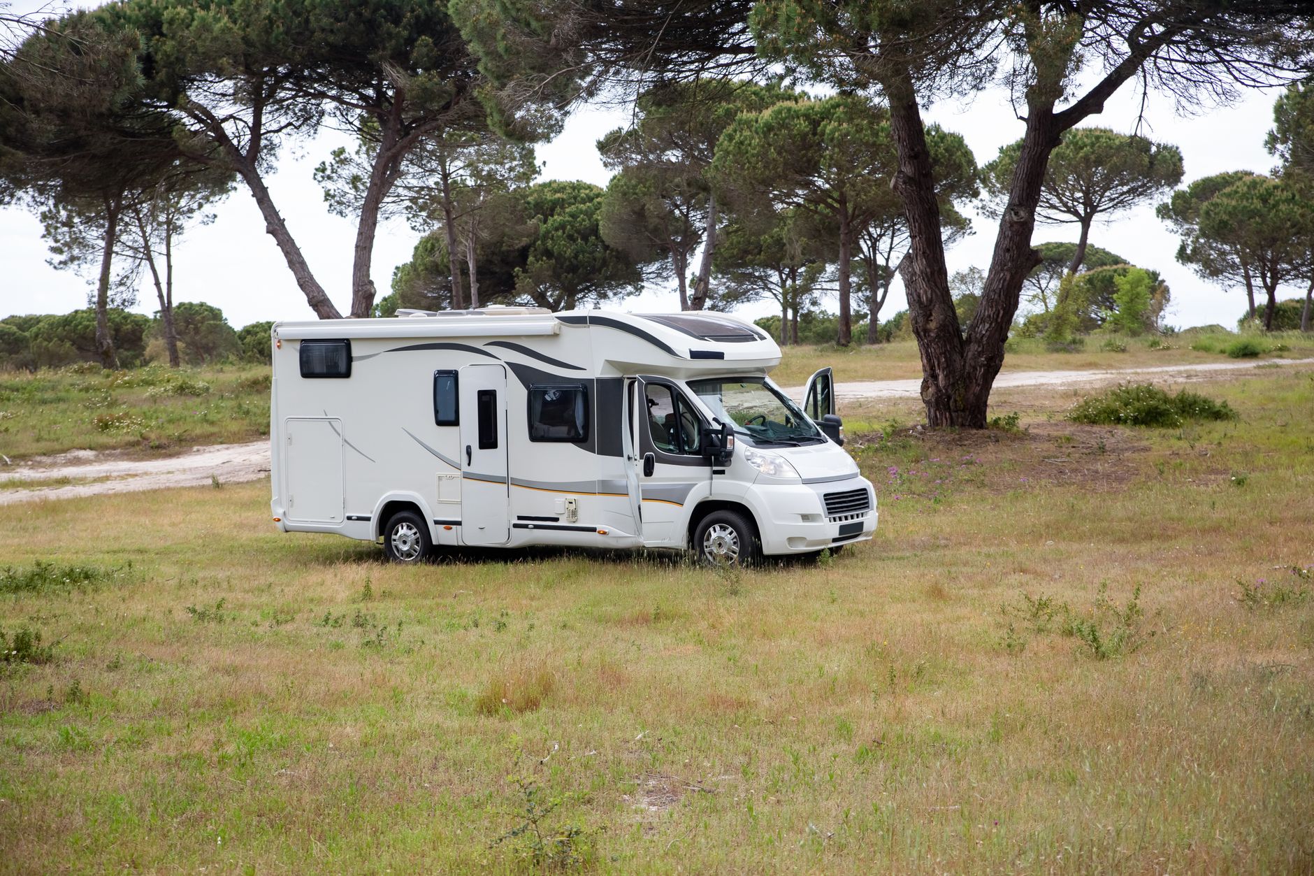 White motorhome parked in open grassland with tall pine trees scattered around
